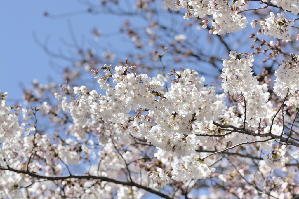 2015sakura2